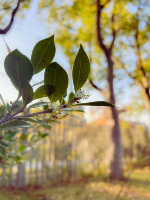 都市緑化植物園 服部緑地