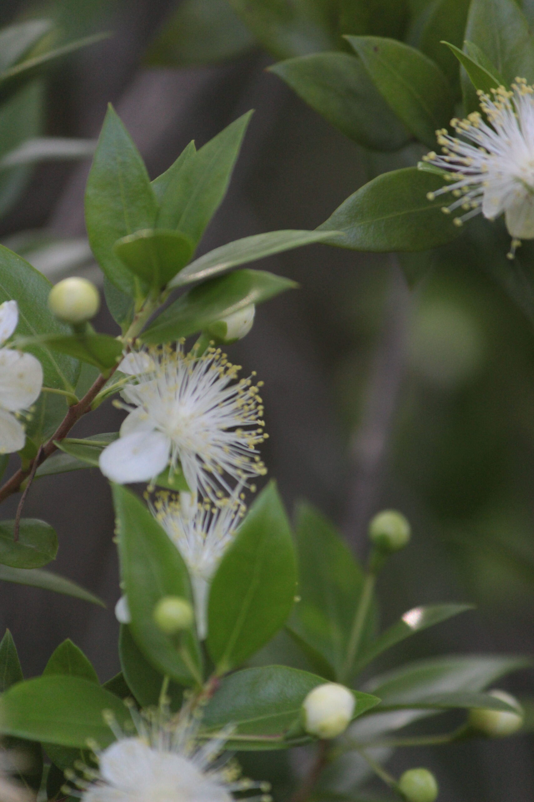 都市緑化植物園 服部緑地